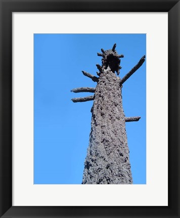 Framed Burned Trees 4 Print