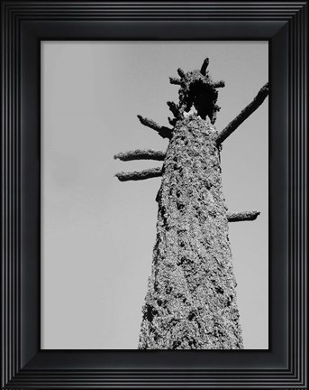 Framed Burned Trees 5 Print