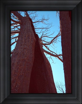 Framed Burned Trees 6 Print