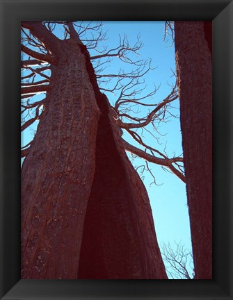 Framed Burned Trees 6 Print