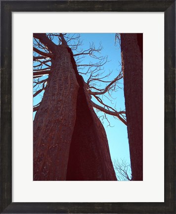 Framed Burned Trees 6 Print