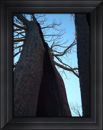 Framed Burned Trees 7 Print