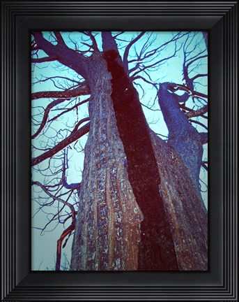 Framed Burned Trees 8 Print