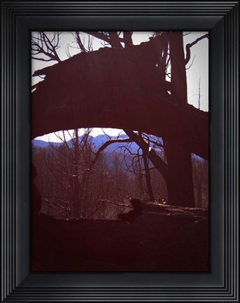 Framed Burned Trees 9 Print