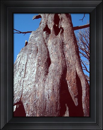 Framed Black Tree Print