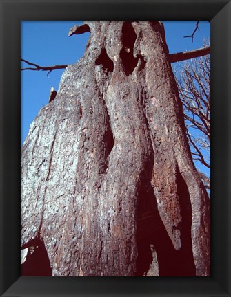 Framed Black Tree Print