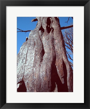 Framed Black Tree Print