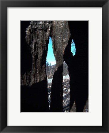 Framed Burned Trees 10 Print