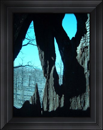 Framed Burned Trees 11 Print