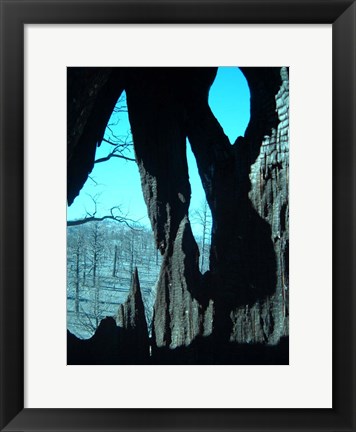 Framed Burned Trees 11 Print