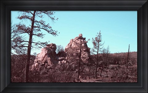 Framed Burned Forest 2 Print