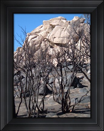 Framed Burned Forest 3 Print