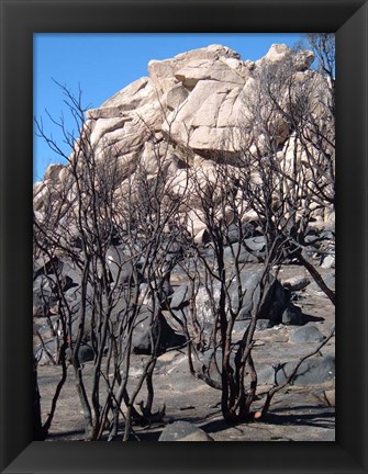 Framed Burned Forest 3 Print