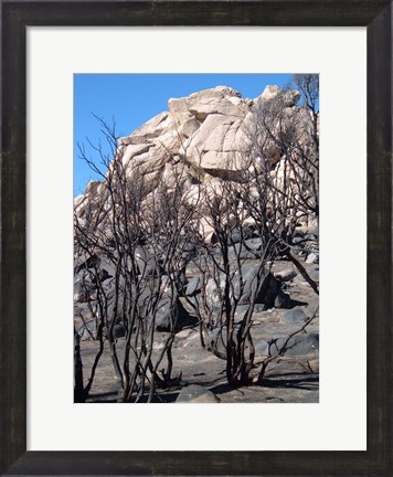 Framed Burned Forest 3 Print
