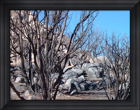 Framed Burned Forest 4 Print