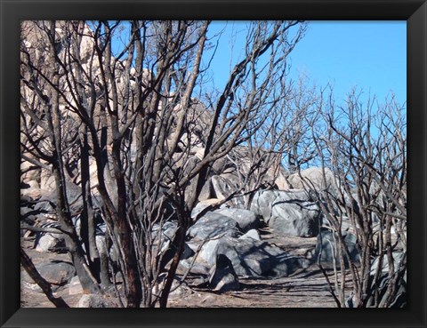 Framed Burned Forest 4 Print