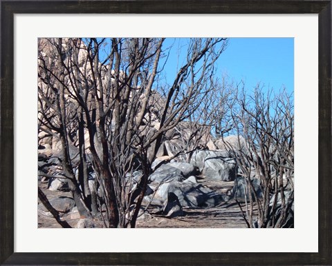 Framed Burned Forest 4 Print