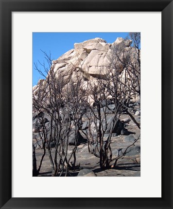 Framed Burned Forest 5 Print