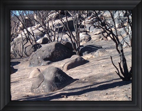 Framed Burned Forest 7 Print