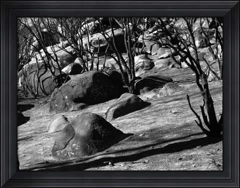 Framed Burned Forest 8 Print