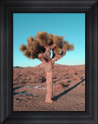 Framed Joshua Tree Print