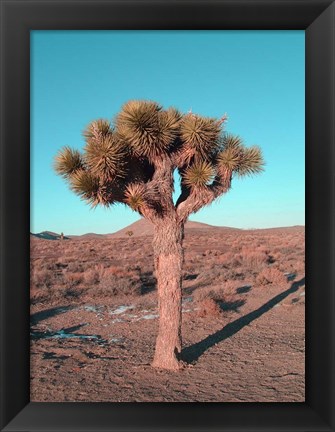 Framed Joshua Tree Print