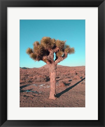 Framed Joshua Tree Print