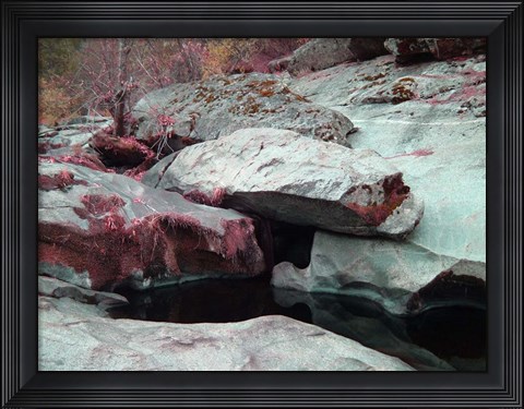 Framed Sierra Nevada Forest Print
