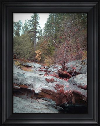 Framed Sierra Nevada Forest 1 Print