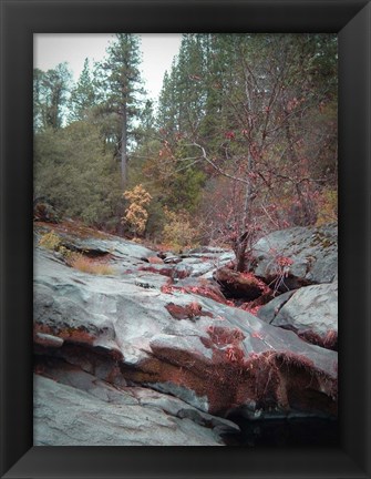 Framed Sierra Nevada Forest 1 Print