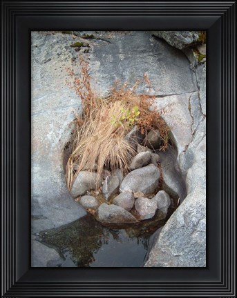 Framed Sierra Nevada Forest 2 Print
