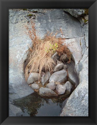 Framed Sierra Nevada Forest 2 Print
