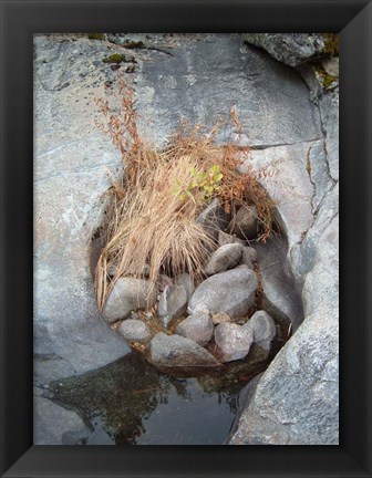 Framed Sierra Nevada Forest 2 Print