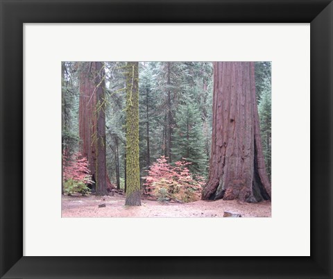 Framed Sequoia Trees Print