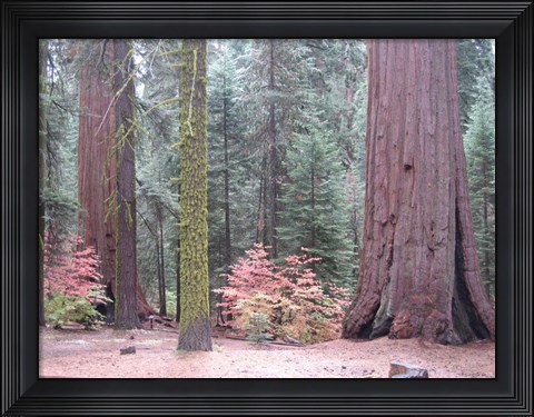Framed Sequoia Trees Print