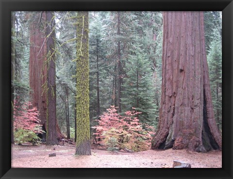 Framed Sequoia Trees Print