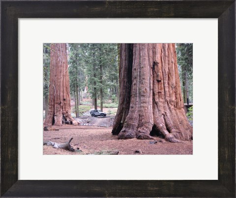 Framed Sequoia Trees 1 Print