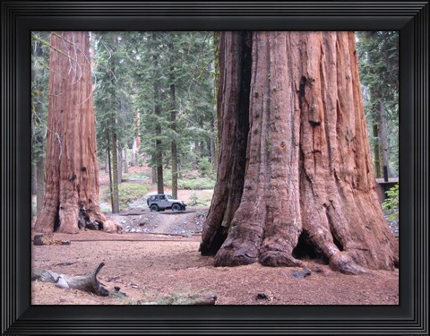 Framed Sequoia Trees 1 Print
