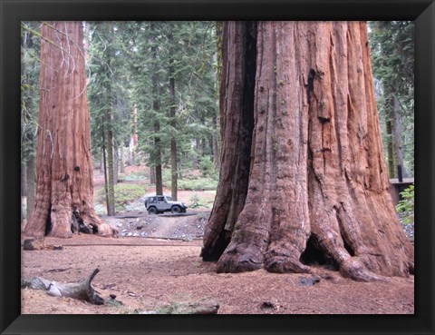 Framed Sequoia Trees 1 Print