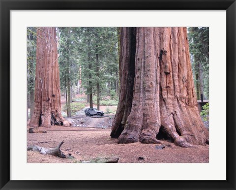 Framed Sequoia Trees 1 Print