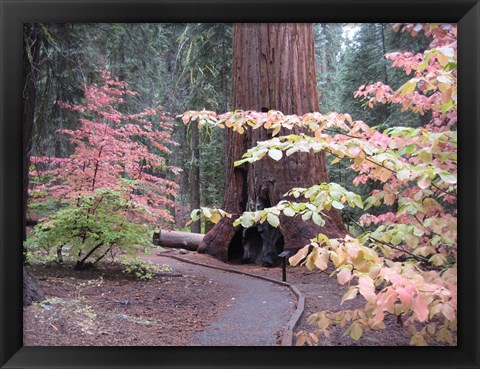 Framed Sequoia Trees 2 Print