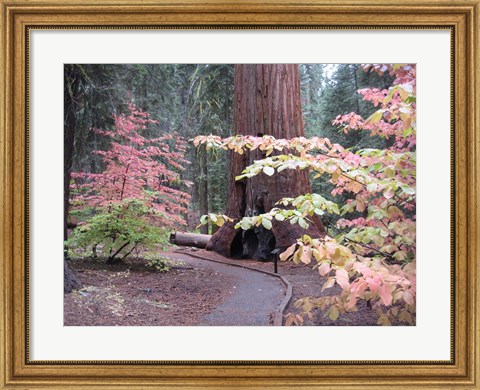 Framed Sequoia Trees 2 Print