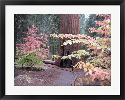 Framed Sequoia Trees 2 Print