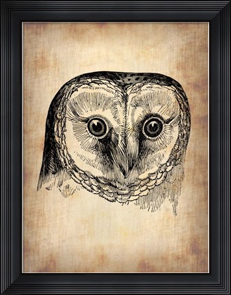 Framed Vintage Owl Print