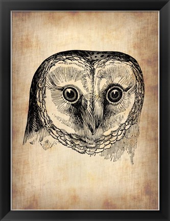 Framed Vintage Owl Print