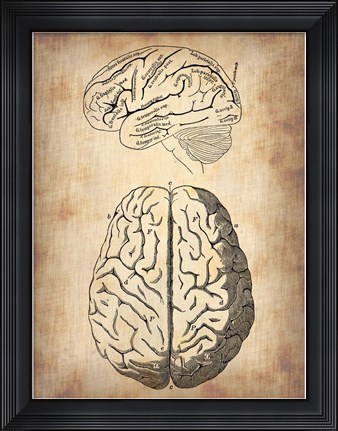 Framed Vintage Brain Anatomy Print