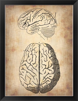 Framed Vintage Brain Anatomy Print