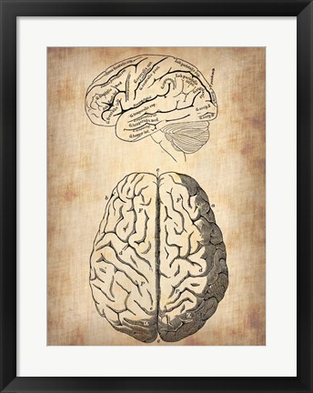 Framed Vintage Brain Anatomy Print