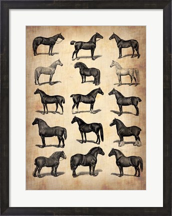 Framed Vintage Horses Collection Print
