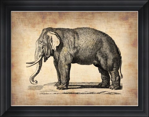 Framed Vintage Elephant Print